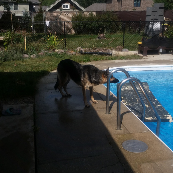 Meet your Posher, Ivana - Picture 4 of 8